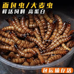 紅龍魚吃完大麥蟲會(huì)死嗎：紅龍魚吃大麥蟲會(huì)產(chǎn)生哪些危害？