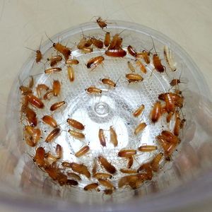 紅龍魚吃完大麥蟲會(huì)死嗎：紅龍魚吃大麥蟲會(huì)產(chǎn)生哪些危害？