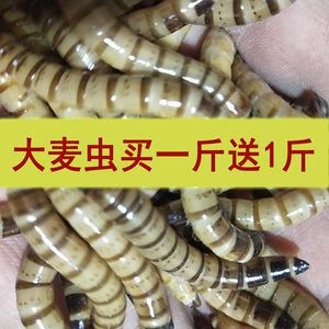 紅龍魚吃完大麥蟲會(huì)死嗎：紅龍魚吃大麥蟲會(huì)產(chǎn)生哪些危害？