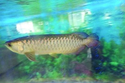 金龍魚員工數量多少錢一條(金龍魚員工數量多少錢一條金龍魚員工數量多少錢一條) 龍魚百科 第1張 金龍魚員工數量多少錢一條(金龍魚員工數量多少錢一條金龍魚員工數量多少錢一條) 金龍魚員工數量多少錢一條(金龍魚員工數量多少錢一條金龍魚員工數量多少錢一條) 龍魚百科 第1張