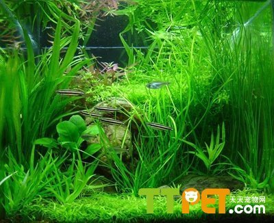 紅龍魚多少公分開始打側燈（紅龍魚多大開始打側燈）
