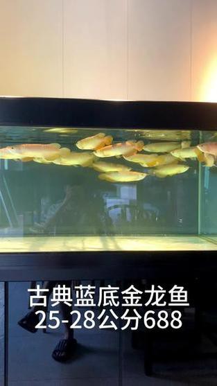 藍色的龍魚還底大碟剎
