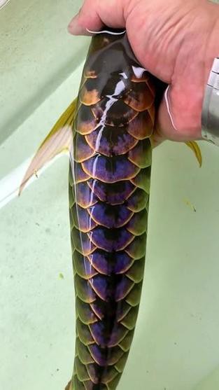 藍色的龍魚還底大碟剎