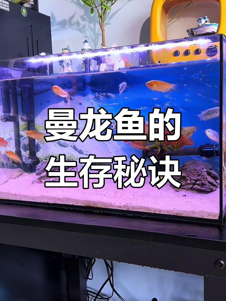 曼龍魚多久換一次水？