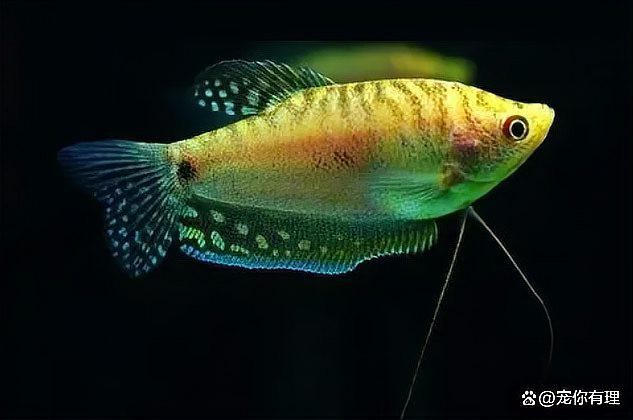 曼龍魚多久換一次水？