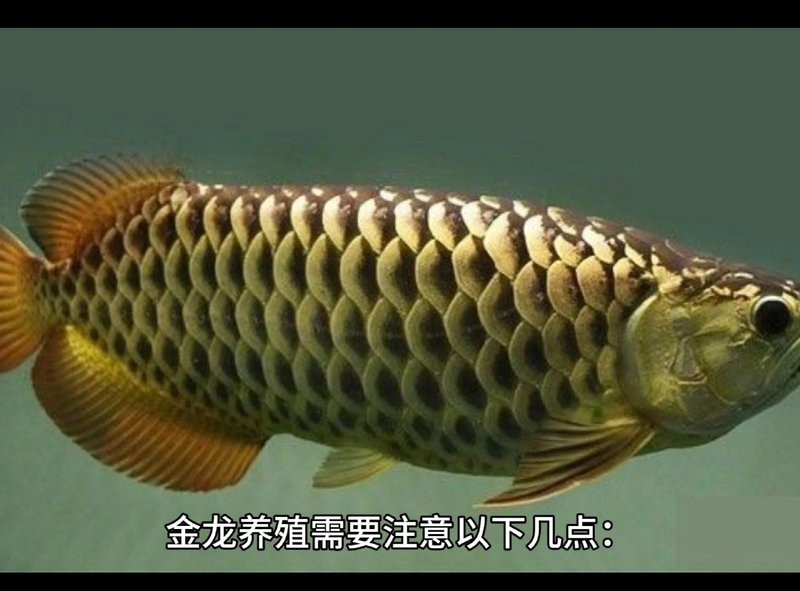 金頭金龍魚繁殖時需要哪些條件？