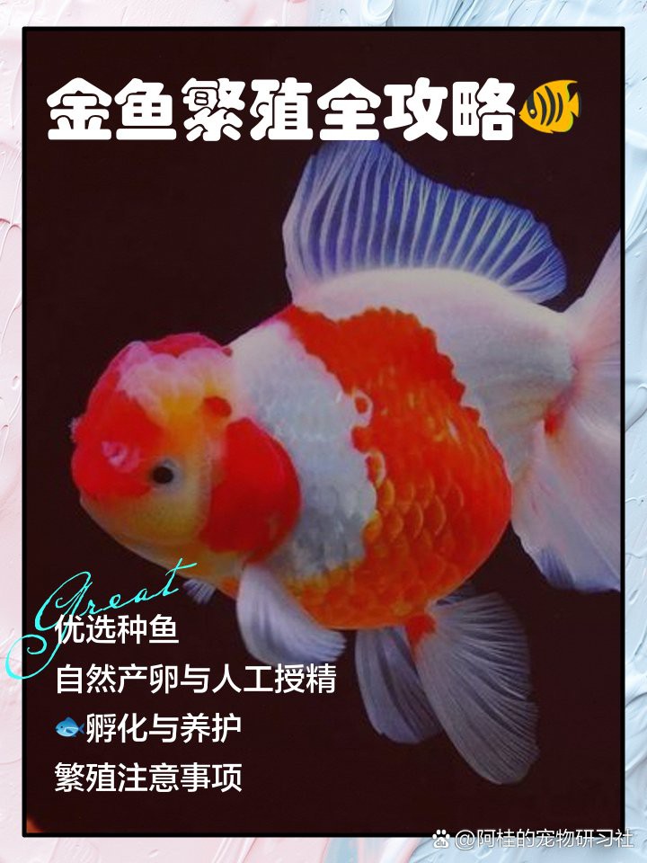 金頭金龍魚繁殖時需要哪些條件？