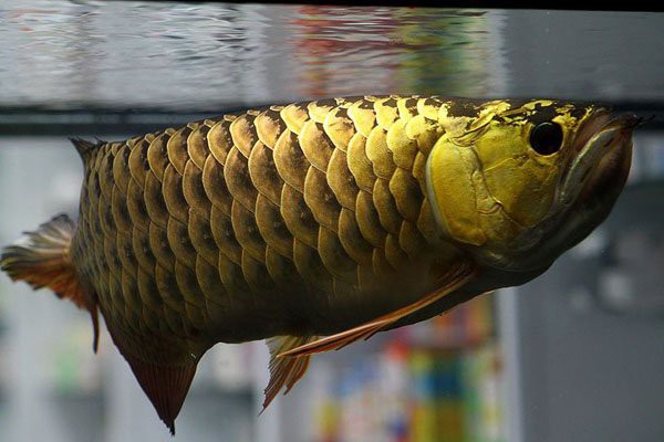 金頭金龍魚繁殖時需要哪些條件？