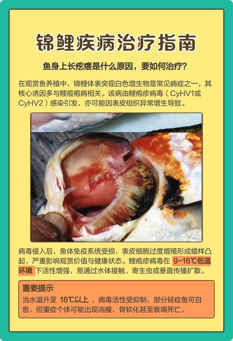 過背金龍珠鱗增亮有藥物嗎？