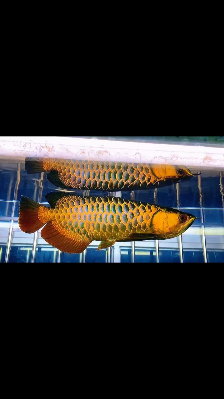 過背金龍珠鱗增亮有藥物嗎？