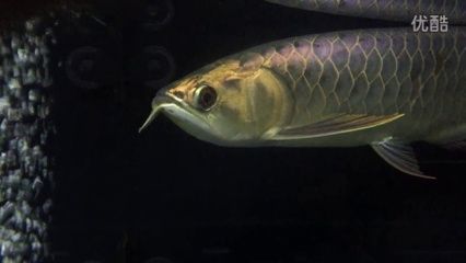 祥龍魚友養(yǎng)殖經驗分享會：祥龍魚養(yǎng)殖經驗分享會摘要：在這次養(yǎng)殖經驗分享會上