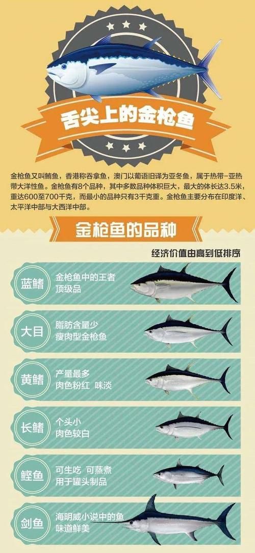 藍鰭和黃鰭金槍魚圖片 藍鰭和黃鰭金槍魚圖片 龍魚百科 第4張