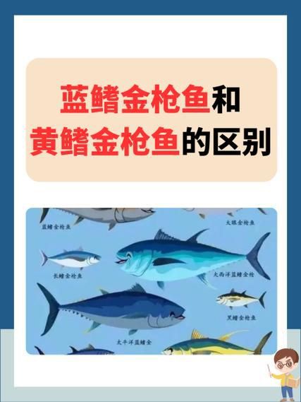 藍鰭和黃鰭金槍魚圖片 藍鰭和黃鰭金槍魚圖片 龍魚百科 第7張