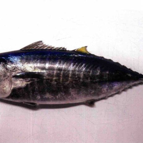 藍鰭和黃鰭金槍魚圖片 藍鰭和黃鰭金槍魚圖片 龍魚百科 第28張