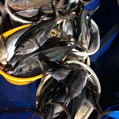 藍鰭和黃鰭金槍魚圖片 藍鰭和黃鰭金槍魚圖片 龍魚百科 第15張