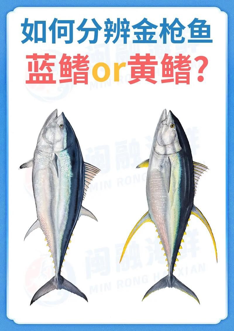 藍鰭和黃鰭金槍魚圖片 藍鰭和黃鰭金槍魚圖片 龍魚百科 第2張