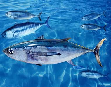 藍鰭和黃鰭金槍魚圖片 藍鰭和黃鰭金槍魚圖片 龍魚百科 第13張