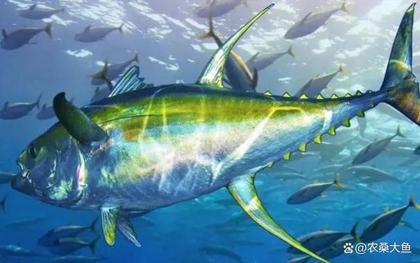 藍鰭和黃鰭金槍魚圖片 藍鰭和黃鰭金槍魚圖片 龍魚百科 第10張