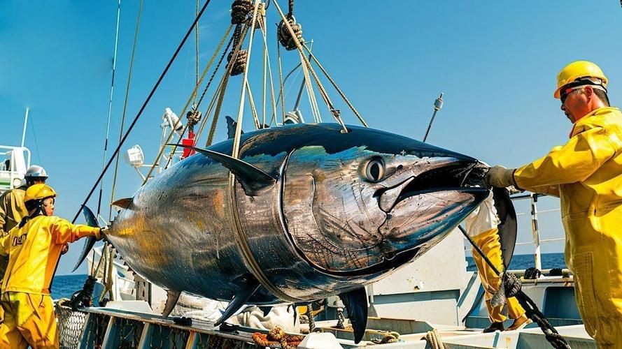 藍鰭和黃鰭金槍魚圖片 藍鰭和黃鰭金槍魚圖片 龍魚百科 第16張