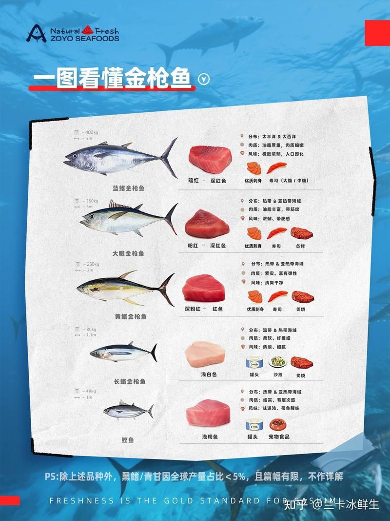 藍鰭和黃鰭金槍魚圖片 藍鰭和黃鰭金槍魚圖片 龍魚百科 第27張