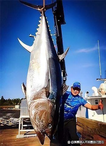 藍鰭和黃鰭金槍魚圖片 藍鰭和黃鰭金槍魚圖片 龍魚百科 第29張