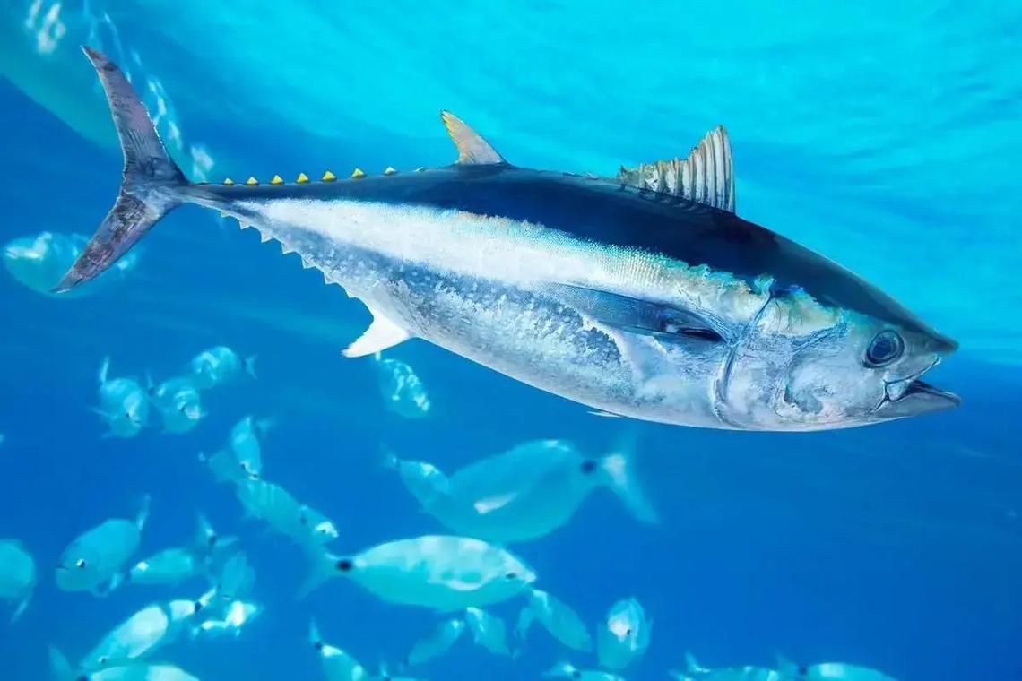 藍鰭和黃鰭金槍魚圖片 藍鰭和黃鰭金槍魚圖片 龍魚百科 第6張