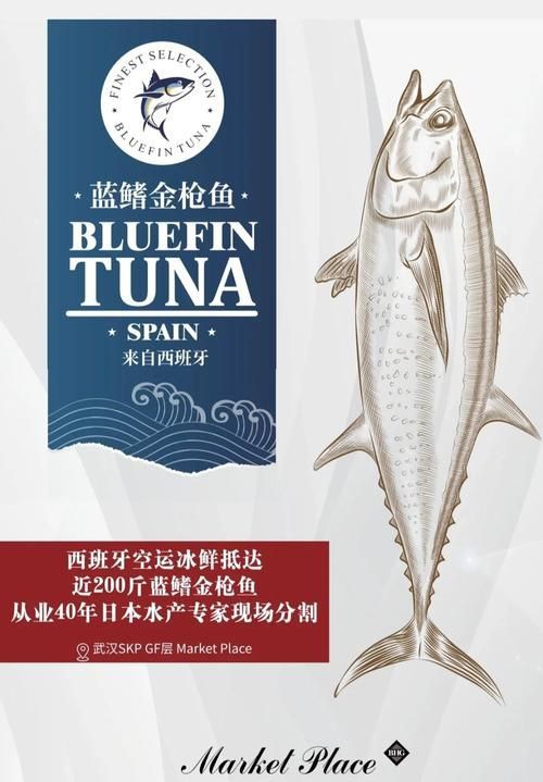 藍鰭和黃鰭金槍魚圖片 藍鰭和黃鰭金槍魚圖片 龍魚百科 第21張