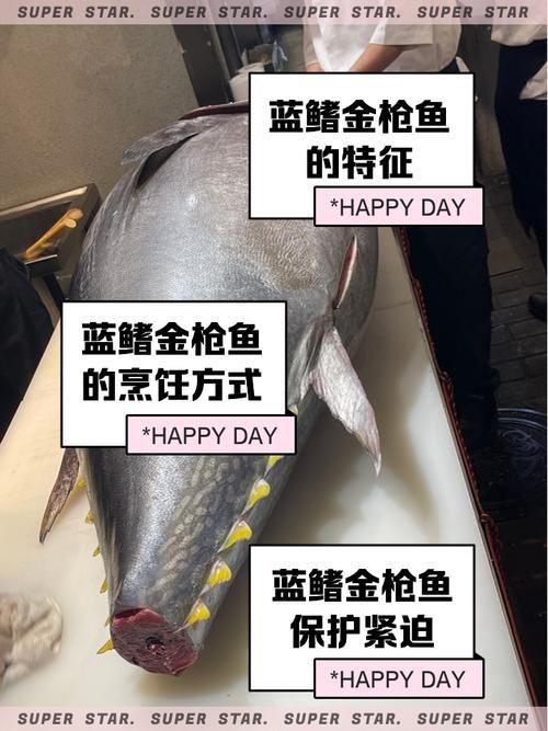藍鰭和黃鰭金槍魚圖片 藍鰭和黃鰭金槍魚圖片 龍魚百科 第12張