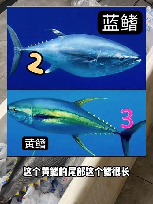 藍鰭和黃鰭金槍魚圖片 藍鰭和黃鰭金槍魚圖片 龍魚百科 第1張
