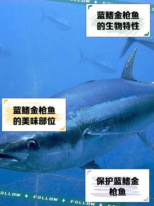 藍鰭和黃鰭金槍魚圖片 藍鰭和黃鰭金槍魚圖片 龍魚百科 第23張