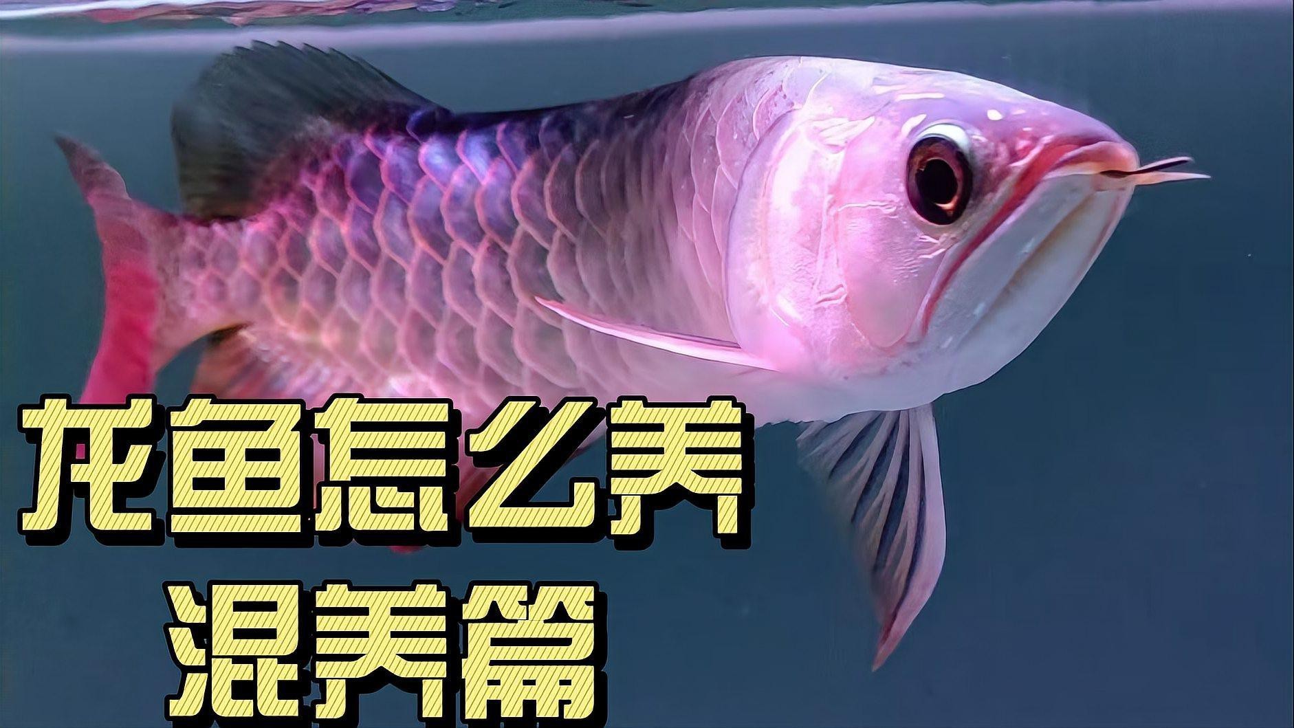 金龍魚和血紅龍魚混養