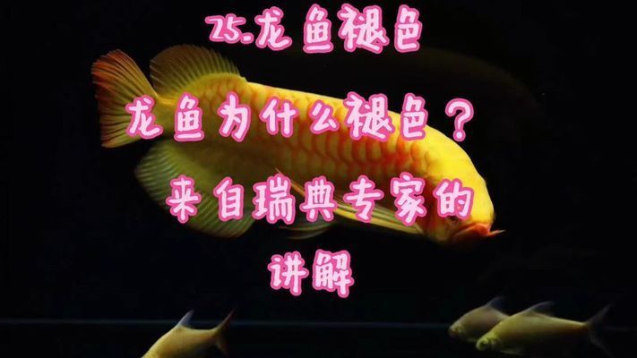 龍魚褪色后多久能恢復顏色呢：龍魚褪色后恢復顏色的時間 龍魚褪色后多久能恢復顏色呢：龍魚褪色后恢復顏色的時間 龍魚百科 第5張