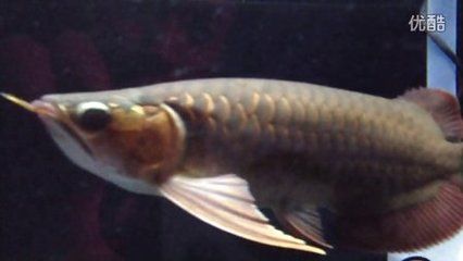 頂級龍魚（十大頂級龍魚品種排名(十大頂級龍魚排名）