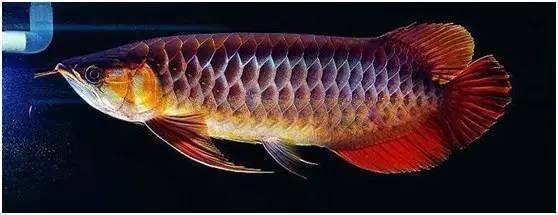 頂級龍魚（十大頂級龍魚品種排名(十大頂級龍魚排名）