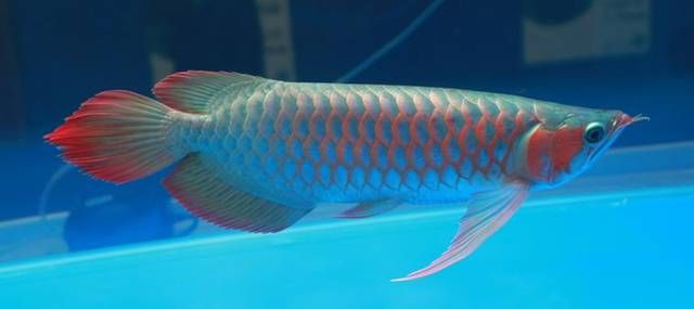 頂級龍魚（十大頂級龍魚品種排名(十大頂級龍魚排名）