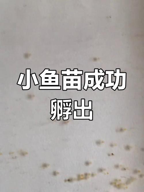 金龍魚的成長過程圖解圖片