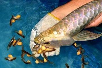 金龍魚的成長過程圖解圖片