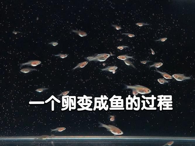 金龍魚的成長過程圖解圖片