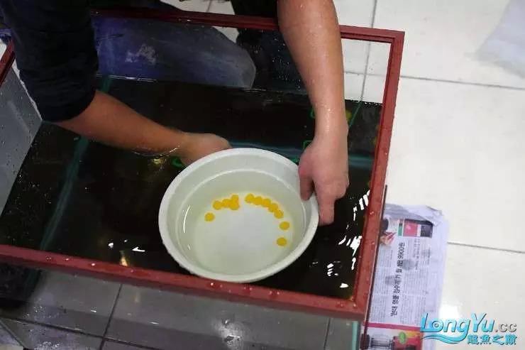 金龍魚的成長過程圖解圖片