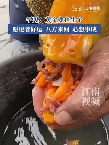金龍魚的成長過程圖解圖片