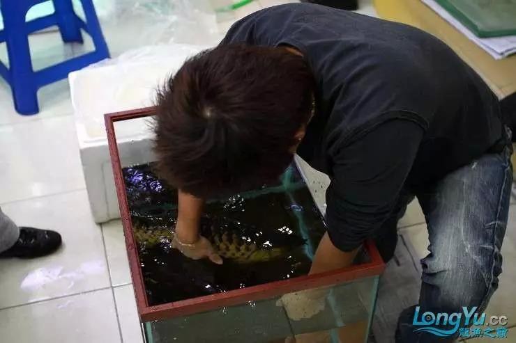 金龍魚的成長過程圖解圖片