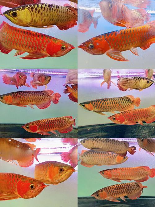 金龍魚的成長過程圖解圖片