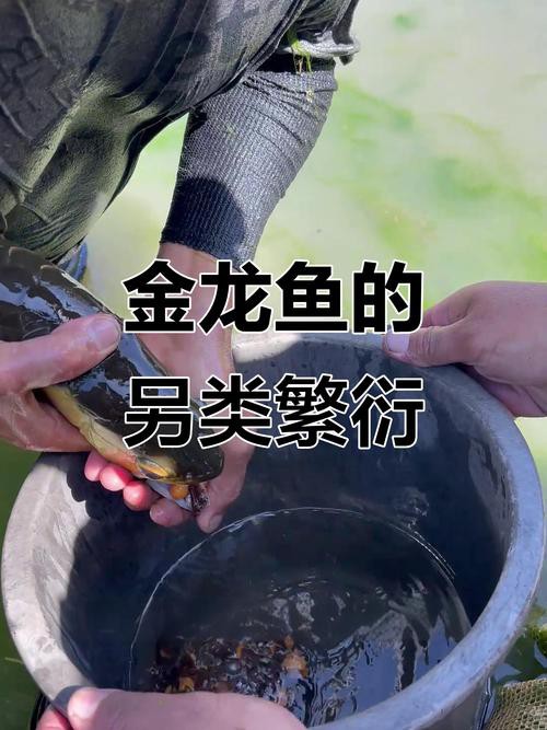 金龍魚的成長過程圖解圖片