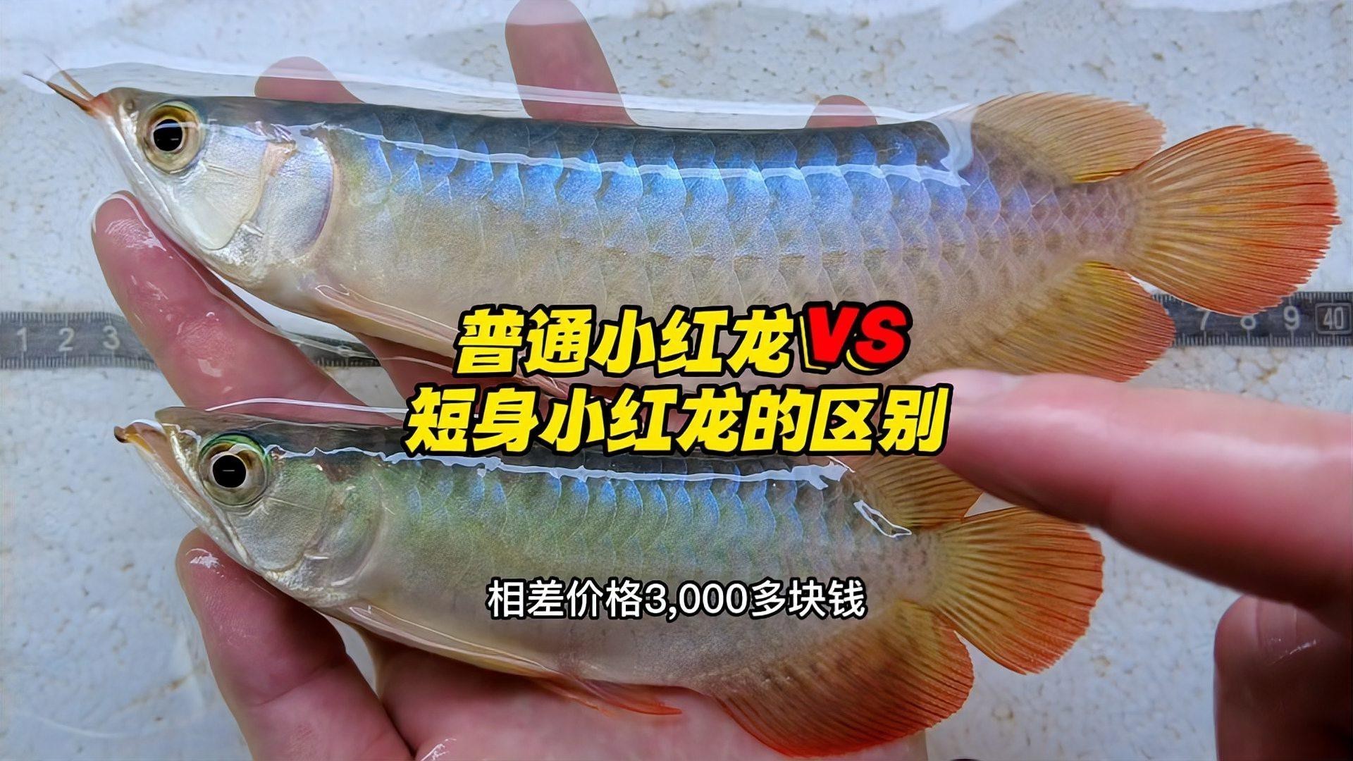 如何判斷短身龍魚的品質？