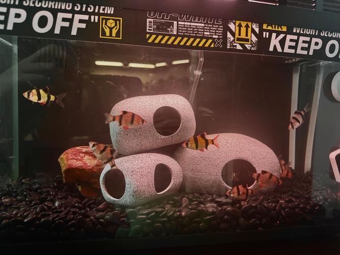 怎么和雷龍魚互動 怎么和雷龍魚互動 龍魚百科 第2張