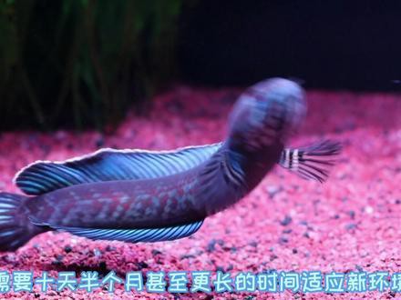 怎么和雷龍魚互動 怎么和雷龍魚互動 龍魚百科 第11張