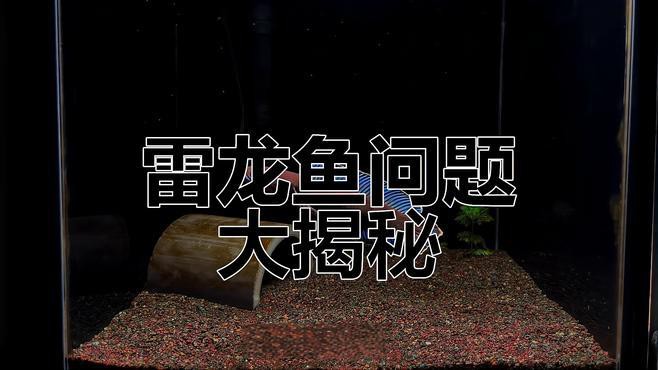怎么和雷龍魚互動 怎么和雷龍魚互動 龍魚百科 第9張