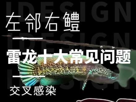 怎么和雷龍魚互動 怎么和雷龍魚互動 龍魚百科 第13張