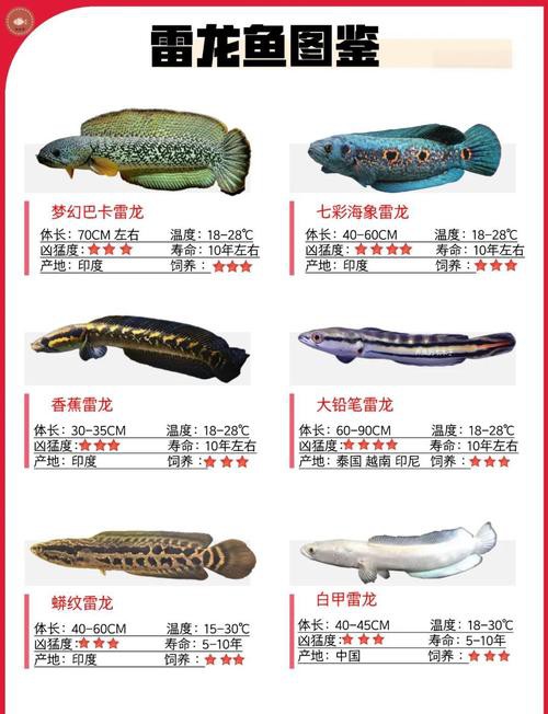 怎么和雷龍魚互動 怎么和雷龍魚互動 龍魚百科 第3張