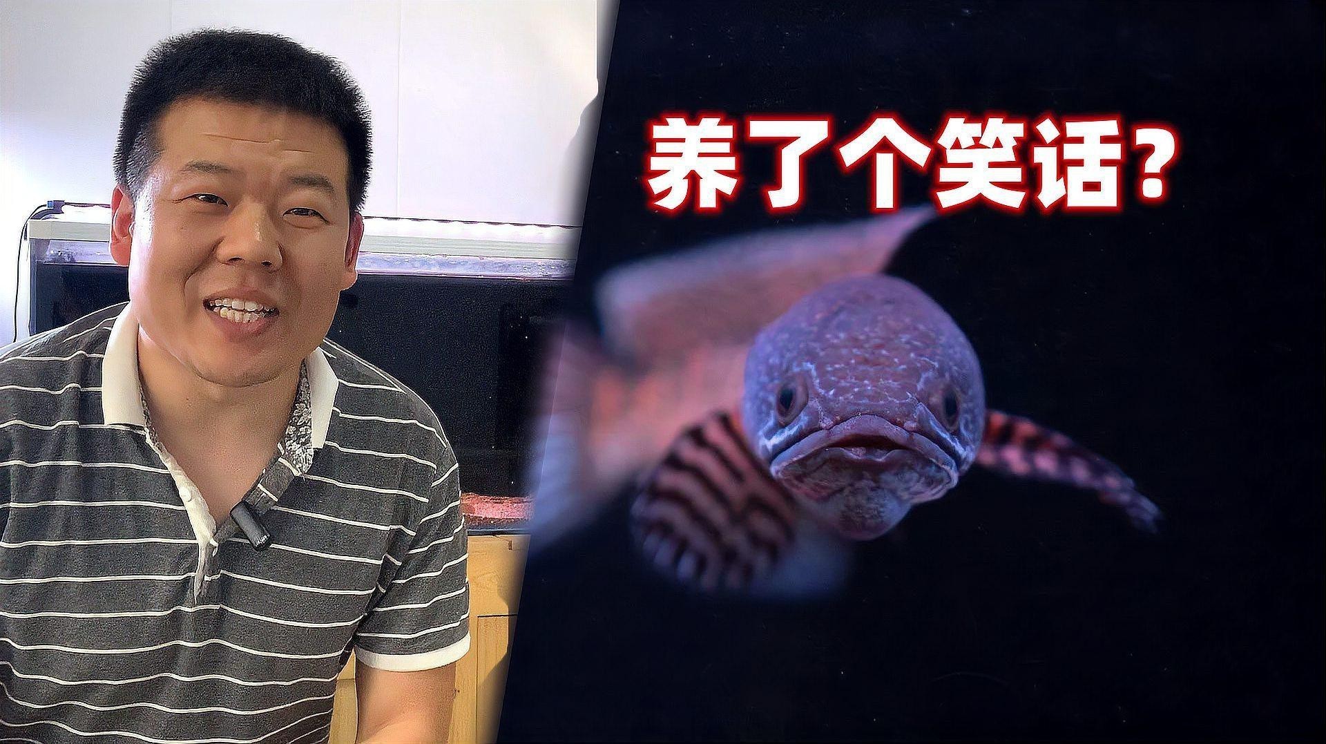 怎么和雷龍魚互動 怎么和雷龍魚互動 龍魚百科 第10張
